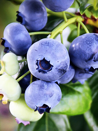 Climax Blueberry Bush