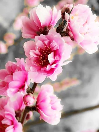 Corinthian Rose Flowering Peach Tree