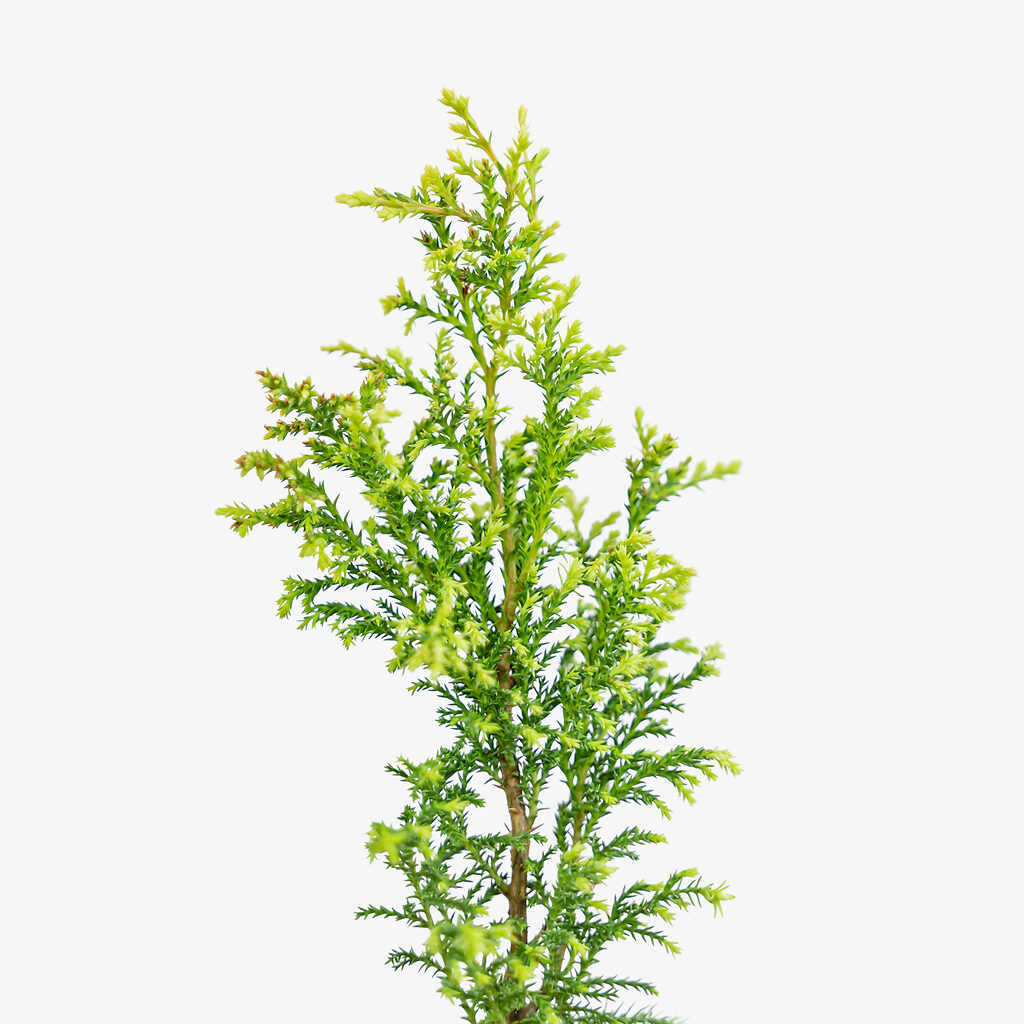 Cream Ball Sawara Cypress For Sale Online The Tree Center