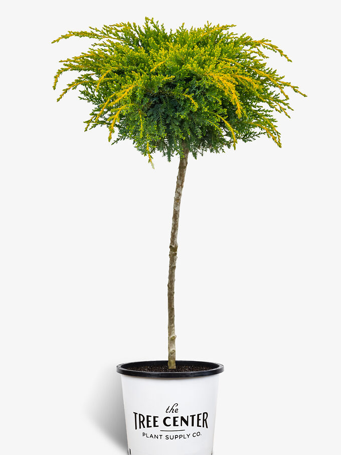 Juniper Trees For Sale Online The Tree Center