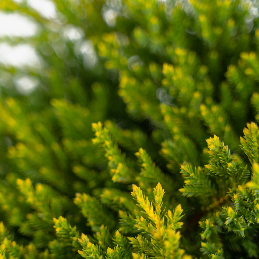 Daub's Frosted Juniper Tree Form For Sale Online The Tree Center