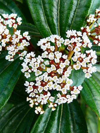 David Viburnum