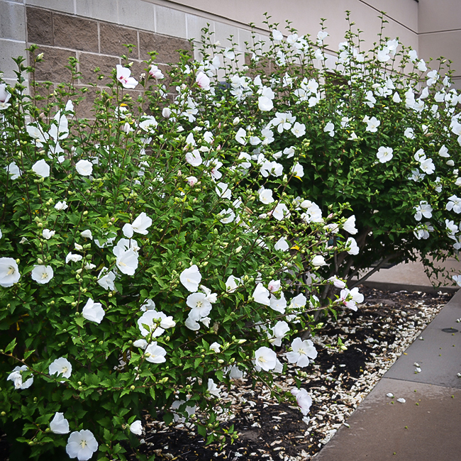 No California Hibiscus syriacus 'Diana' Live Plants Shipped Over 1 Foot