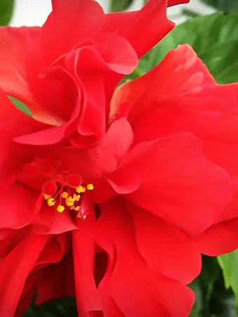 Double Red Hardy Hibiscus