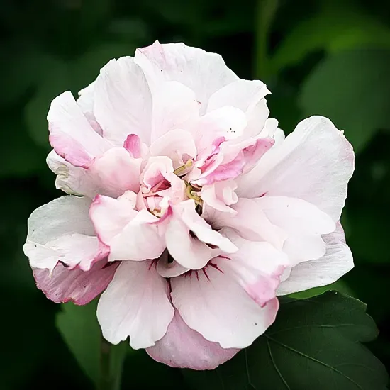 Buy Lady Stanley Althea Double Pink Plants & Trees Online