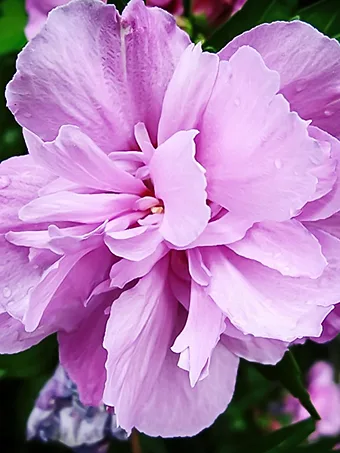 Double Purple Hardy Hibiscus