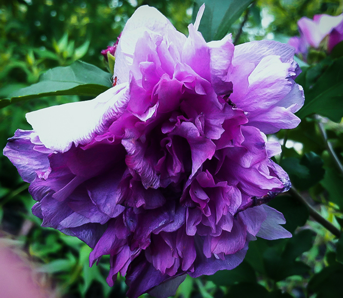 Double Purple Hardy Hibiscus For Sale Online The Tree Center