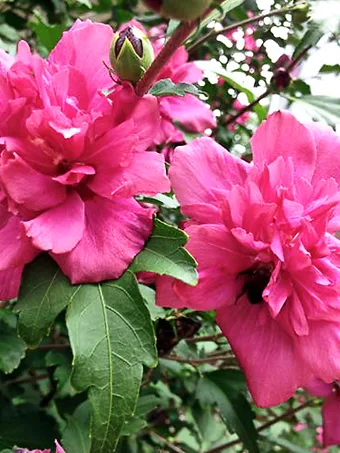 Double Red Hardy Hibiscus