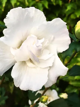 Double White Hibiscus