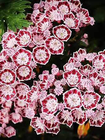 Elf Mountain Laurel