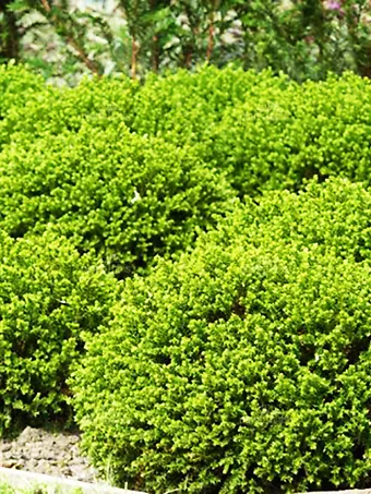 Emerald Jewel Boxwood