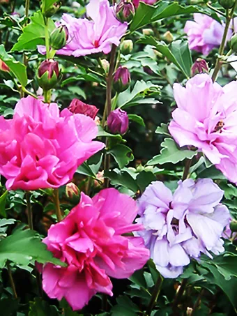 Fireworks Double Hardy Hibiscus