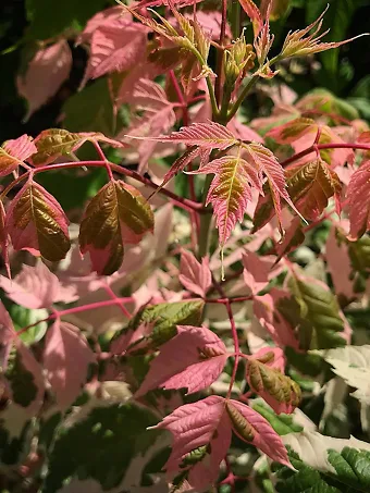 Flamingo Boxelder Maple