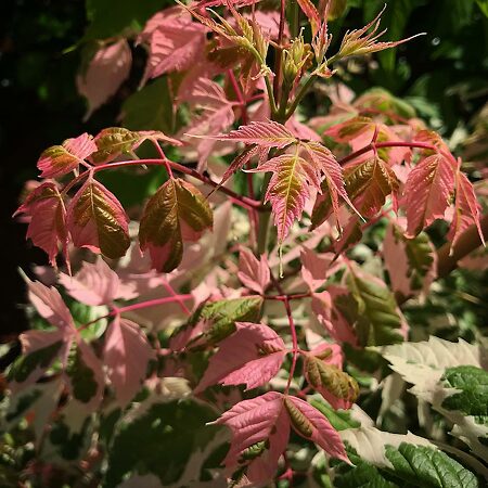 Flamingo Boxelder Maple For Sale Online | The Tree Center