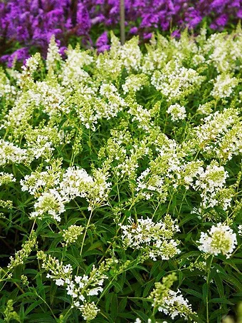 Flutterby Petite® Snow White Butterfly Bush