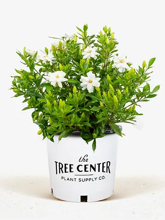 Fool Proof Gardenia