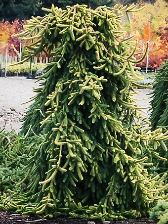 Gold Drift Norway Spruce