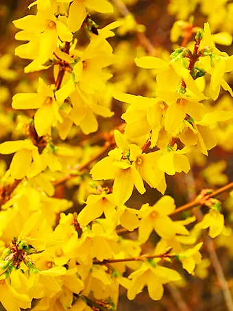 Gold Tide Forsythia