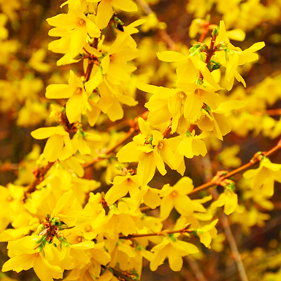 Gold Tide Forsythia For Sale Online The Tree Center