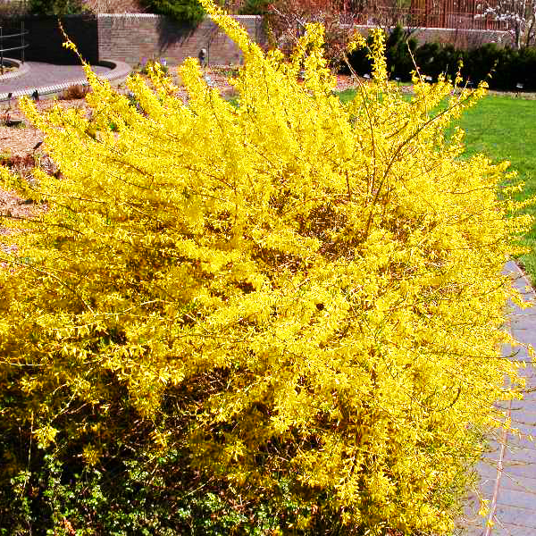 Gold Tide Forsythia For Sale Online The Tree Center