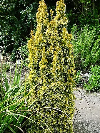 Golden Columnar English Yew