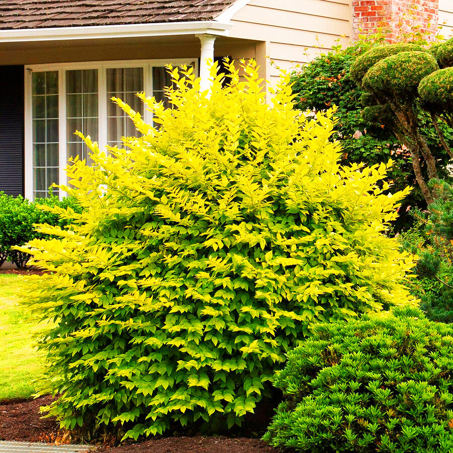 Golden Privet For Sale Online The Tree Center