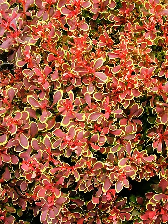 Golden Ruby Barberry