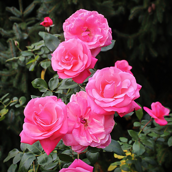 Grandma’s Blessing Easy Elegance® Rose For Sale Online The Tree Center