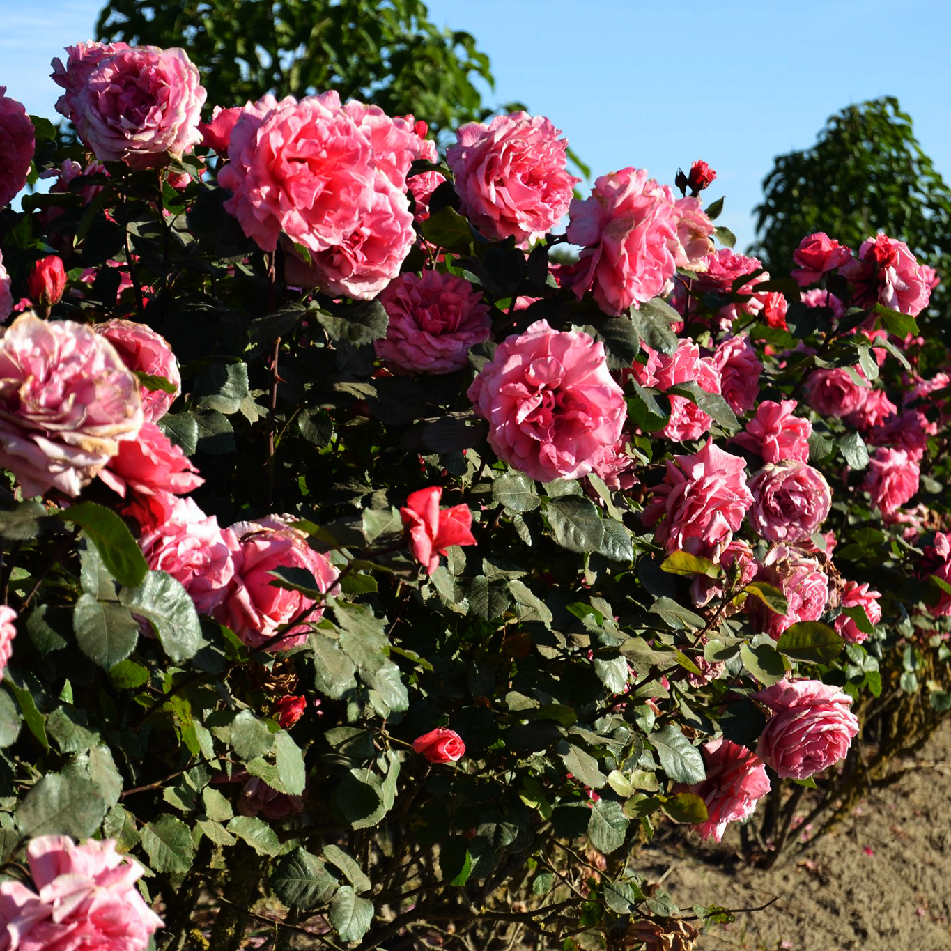 Grandma’s Blessing Easy Elegance® Rose For Sale Online The Tree Center