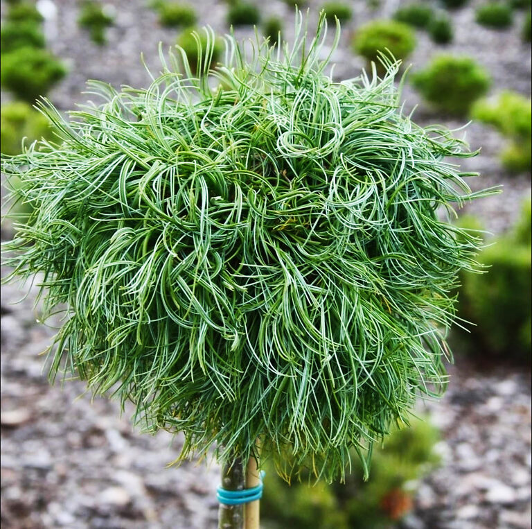 pine green white