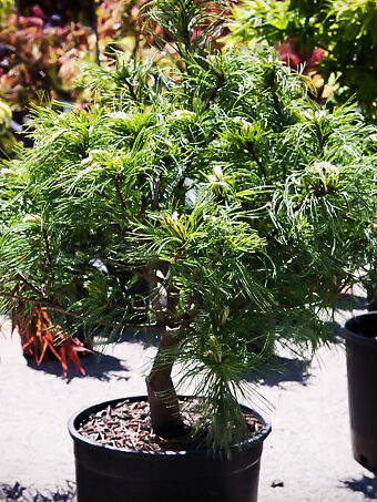 Green Twist White Pine - Tree Form