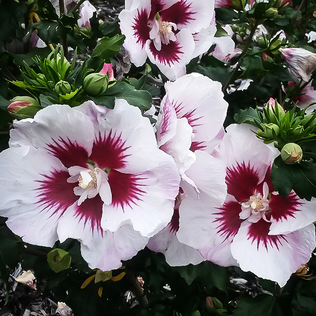 Hardy Hibiscus Tree Buy Lord Baltimore Hardy Hibiscus