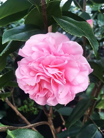 High Fragrance Camellia