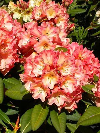 Honey Butter Rhododendron