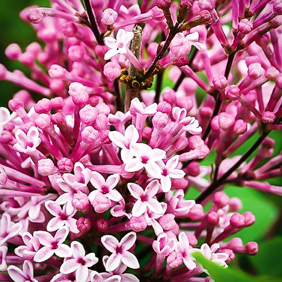 Josee Lilac For Sale Online The Tree Center