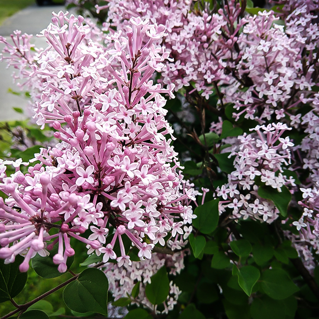 Josee Lilac For Sale Online The Tree Center