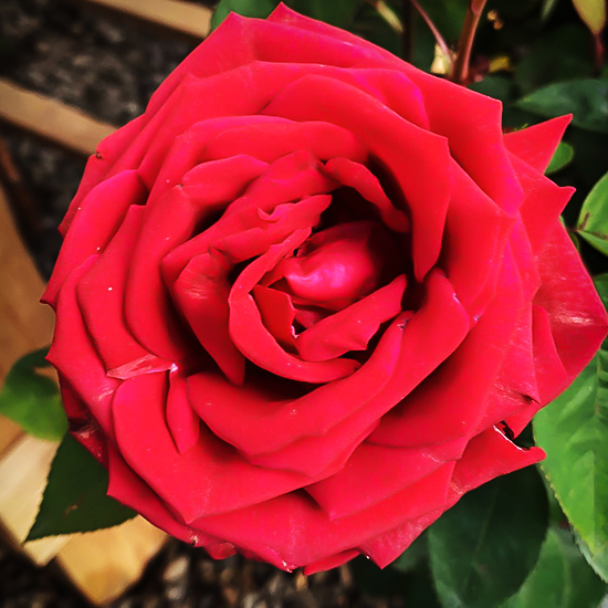 Kashmir Easy Elegance Rose For Sale Online The Tree Center kashmir-easy-elegance-rose-for-sale-online-the-tree-center