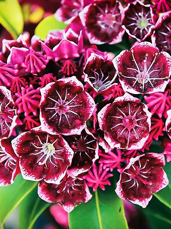 Keepsake Mountain Laurel