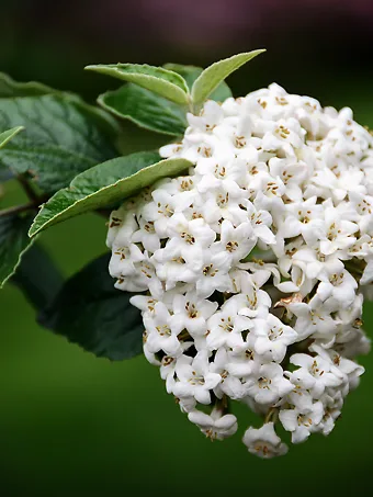 Korean Spice Viburnum