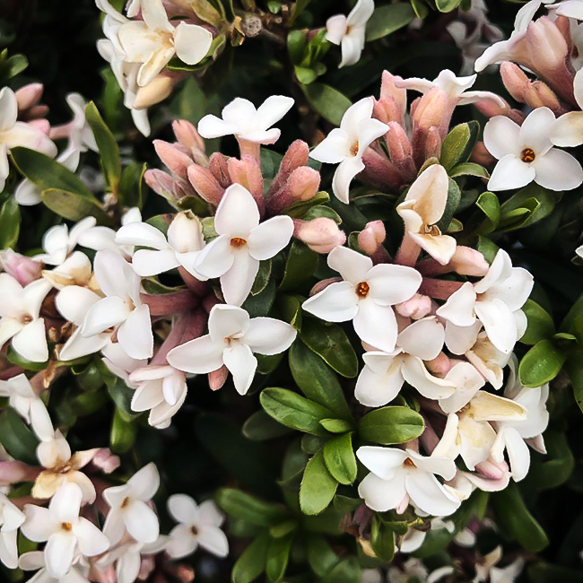 Korean Spice Viburnum For Sale Online The Tree Center