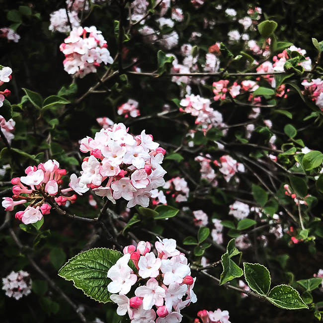 Korean Spice Viburnum For Sale Online The Tree Center
