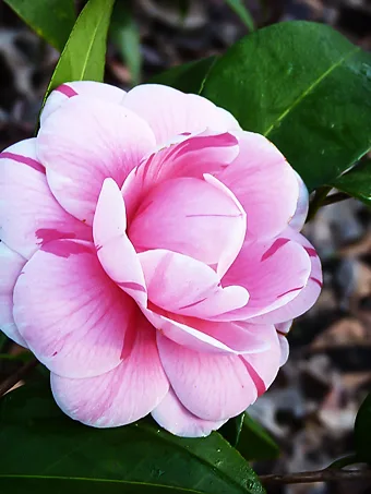 La Peppermint Camellia