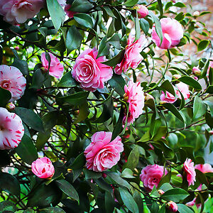 La Peppermint Camellia For Sale Online | The Tree Center