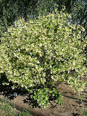 Lemon Ice Weigela