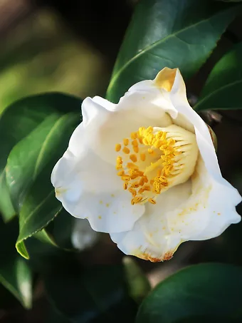 Leucantha Camellia