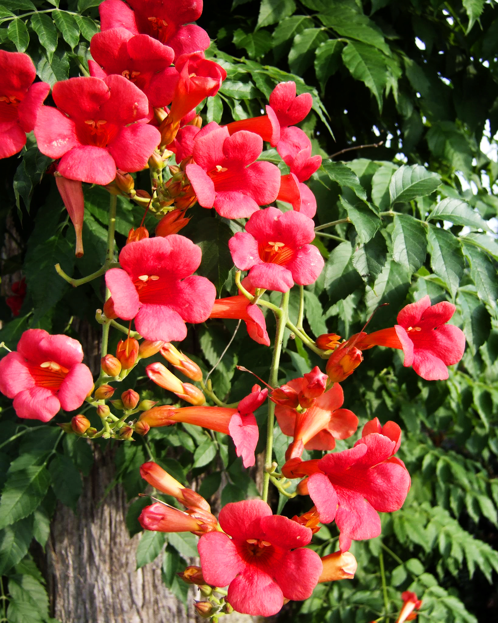 Madame Rosy® Trumpet Creeper For Sale Online The Tree Center