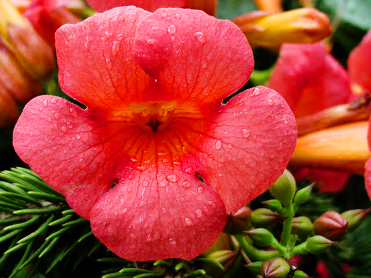 Madame Rosy® Trumpet Creeper For Sale Online The Tree Center