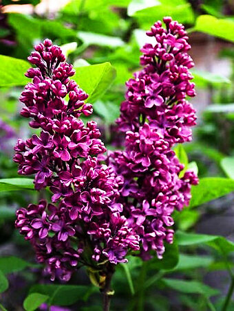 Monge Purple Lilac