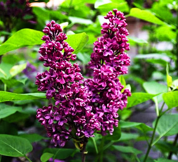 Monge Purple Lilac For Sale Online The Tree Center