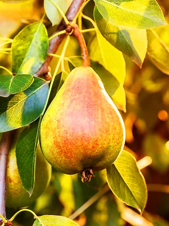 Moonglow Pear Tree